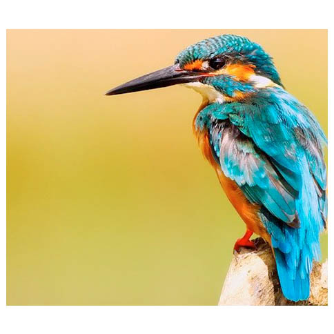 bird4