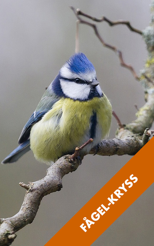 bird